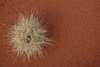 What is Spinifex? Why Does it Mean More Jobs and Better Condoms?